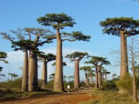 madagascar_gallery